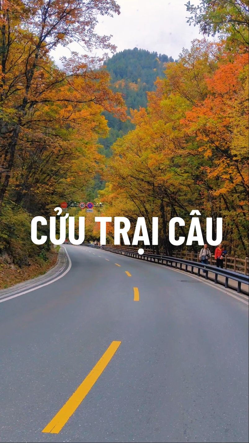 Cửu Trại Câu đã vô mùa thu lá vàng đẹp nhất trong năm  25.10 #cuutraicau #cuutraicautrungquoc #muathucuutraicau  #dulichtrungquoc  #jiuzhaigou #jiuzhaigounationalpark #jiuzhaigouchina  #snowdrop #snowflakes❄️ #chengdu #chengdu2024 #thanhdo  #chengduchina #today #xuhuong #fypシ 