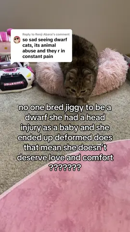 Replying to @Renji Abarai JIGGY HATERS ARE BROKE ‼️  I DONT MAKE THE RULES #jiggysmalls #jiggycat #dwarfcat #viral 