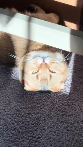 #cats #catsoftiktok #fypage #fypシ゚viral #trending #simba #cat #PetsOfTikTok #pet #petlover 