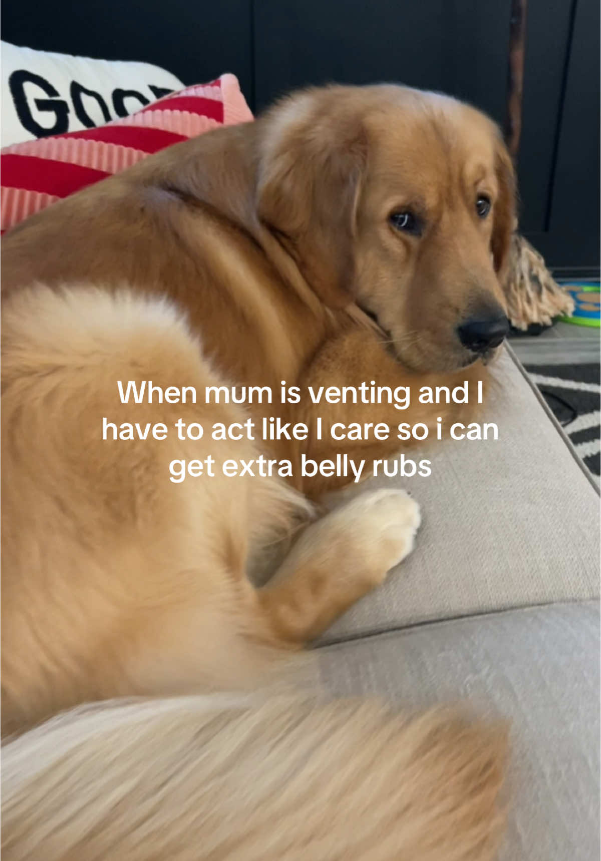 Ill listen for belly rubs #goldenretriever #fyp #dogvideos #humor #funny #dogs #toughlife 