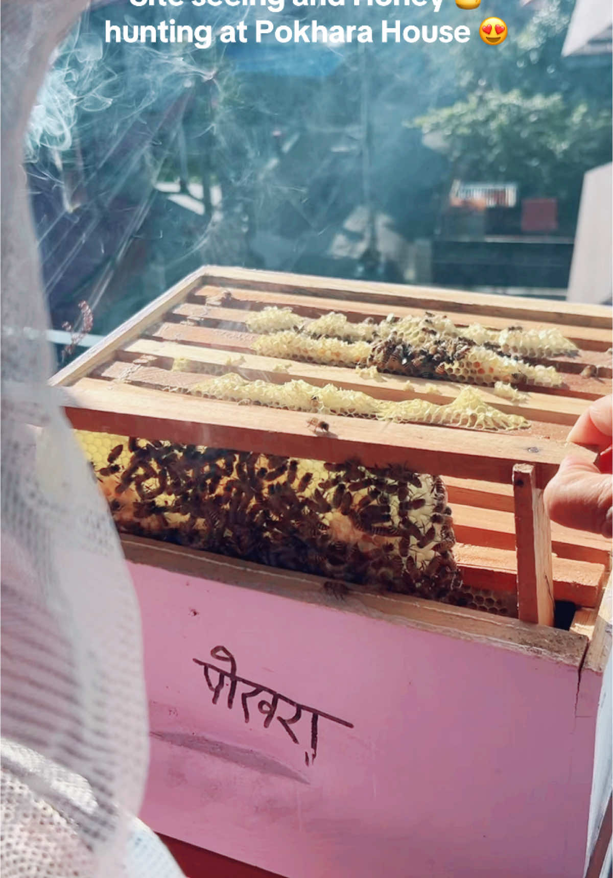 Site seeing and Organic Honey Hunting 🐝🍯😍 #pokhara_nepal  #honeyhunting #machhapuchhre #organichoney #fy #fyp #nepal #family 