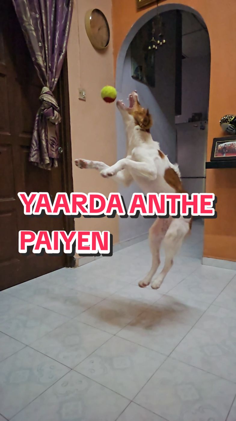 Yarra anthe paiyen? #puppies #trending #fyppppppppppppppppppppppp #dogs #puppytiktok #puppylove #fyp #brittanyspanielsoftiktok #fyp #petlovers #bestfriend #tamilsong 