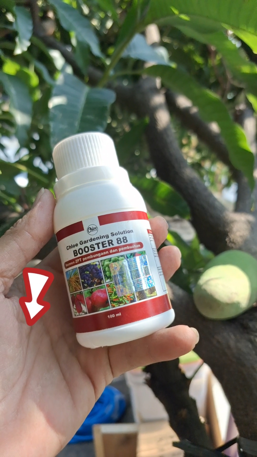 Pupuk Pelebat Buah Booster 88 pertumbuhan bunga dan buah lebih seragam #foryourpage #fyp #pupuk #booster88 