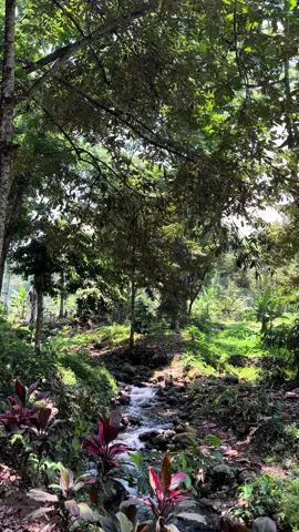 Flying fox atau keranjang sultan di kampung durian pakis panti jember #flyingfox #keranjangsultan #kampungdurianpakis #kampungdurianpanti #kampungdurianjember #rengganisforestpark #wisatakampungdurian #wisatajember #naturevibes #kampungdurian 