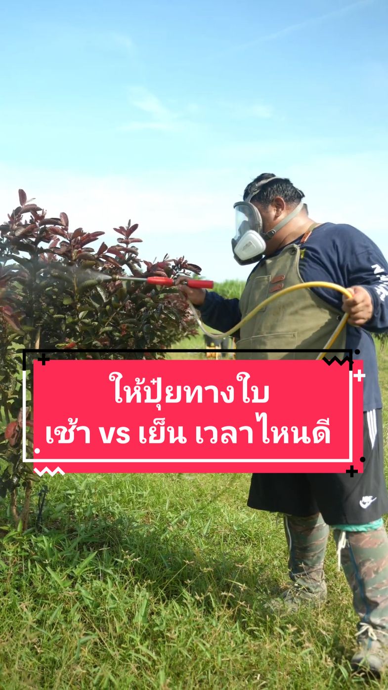 ให้ปุ๋ยทางใบ เช้า vs เย็น เวลาไหนดี #ฝรั่งผลแดง #ฝรั่งไส้แดง #วิธีปลูกฝรั่ง #พี่ต้อมเกษตรปลอดสารพิษ 