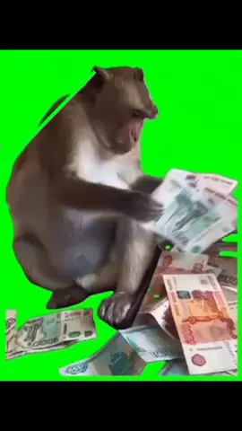 MONKEY WITH MONEY