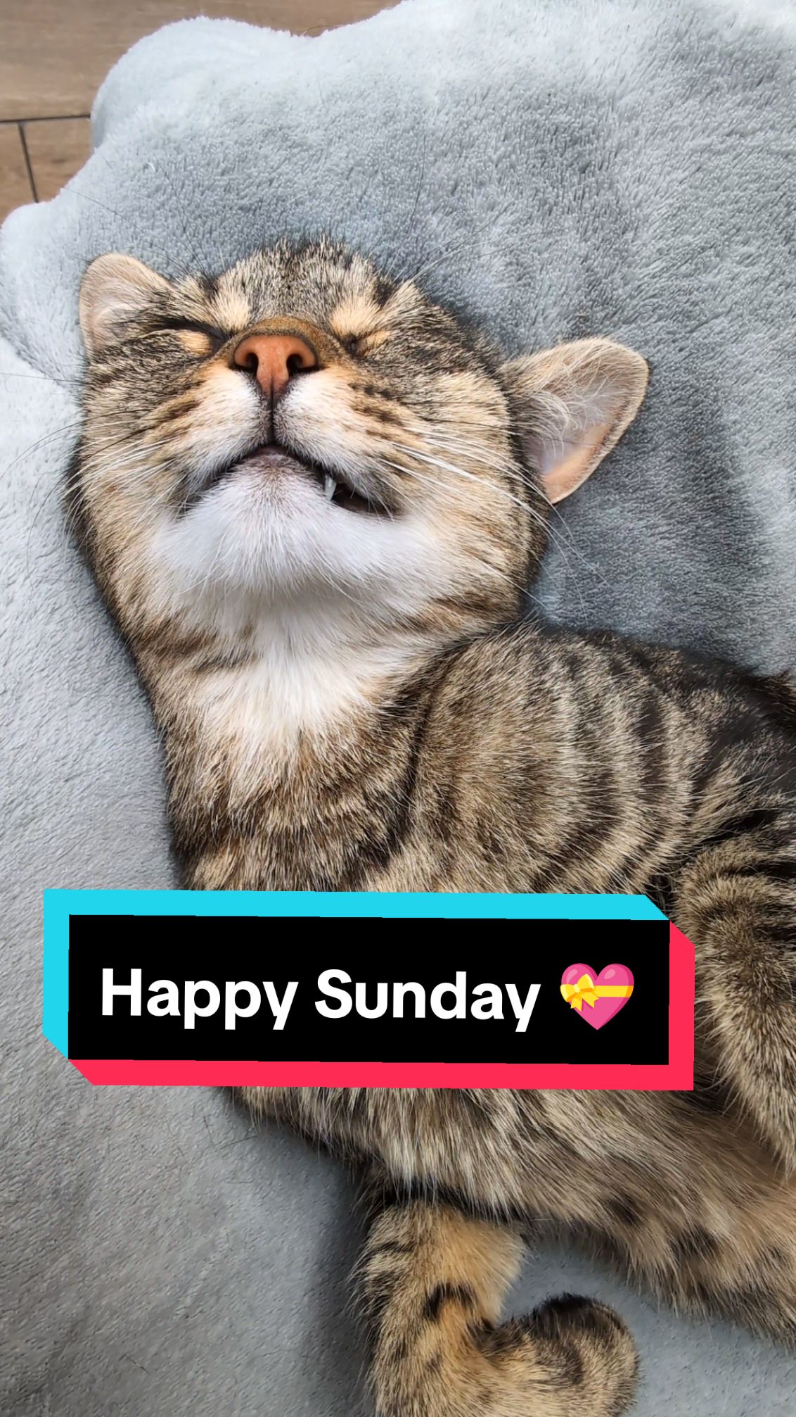 Happy restful Sunday ☀️💤♥️💤☀️ #cat #catsoftiktok #ASMR #fyp 