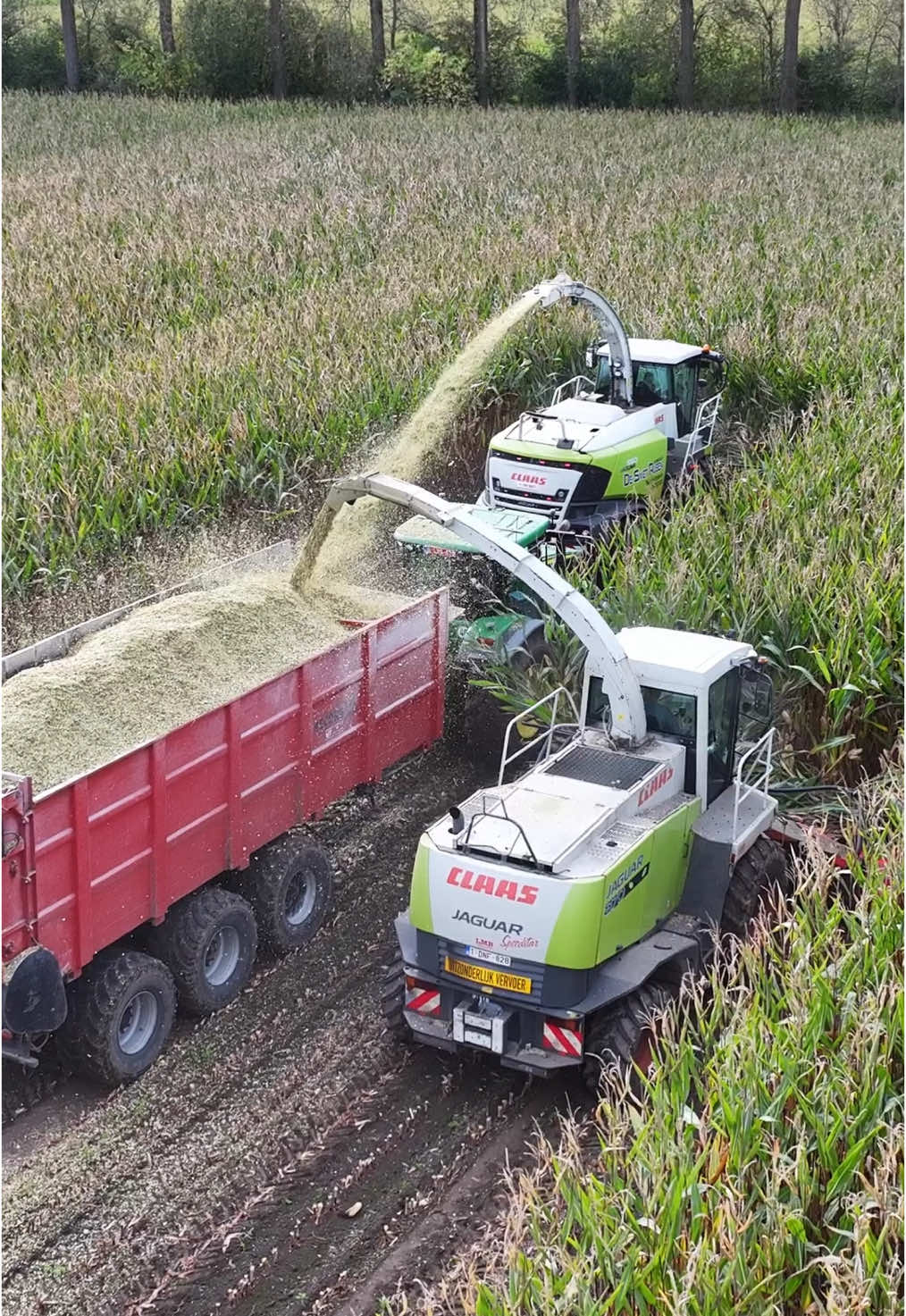 XXL Maize Harvest🌽 Claas Jaguar 950 + Claas Jaguar 870🤝  Full video on YouTube #claas #agriculture #maize #mais #maissilage #mais2024 #agri #agrar #harvest #satisfying #viral #fyp #landtechnik #satisfying #claasjaguar950 #claasjaguar870 