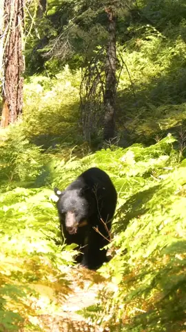 That one time I was hiking in #SequoiaNationalPark and a bear was following the trail in the same direction! I made a lot of noise and the bear politely left the trail and walked around me, only to join it again in front of me. After a while it wandered off into the forest giant sequoias.  I’ve since learned the collar on this bear was placed by biologists to collect data on survival, reproduction, habitat, behaviour and movement of bears.  As a visitor to California, coming from NZ where there are no native mammals in our forests, this was a very special experience and one I’ll never forget.  @VisitCalifornia @sequoianationalpark @Visit Visalia #sequoianationalpark #VisitCalifornia #California #Bear #wildlife #VisitVisalia