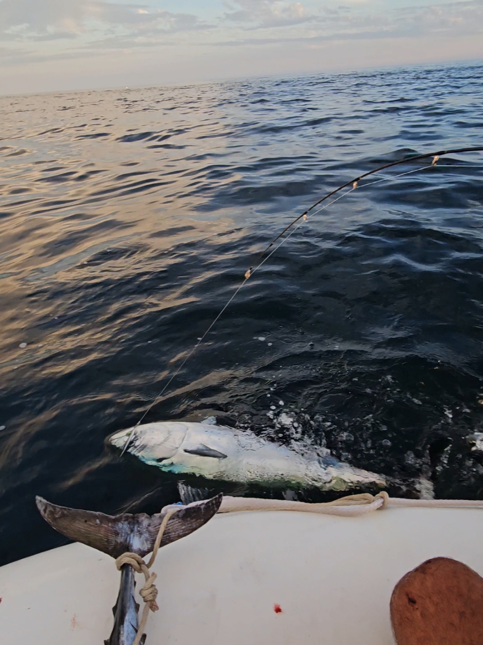 Dobletazo de 12 y 15kg con mi xixa😎💪🏾 #pesca #fisherman #malaga #boat #sportfishing #sport #pescadeportiva #jlc #biggame #fishinglife #fishing #spinning #jigging #tuna #fishtok #fish 