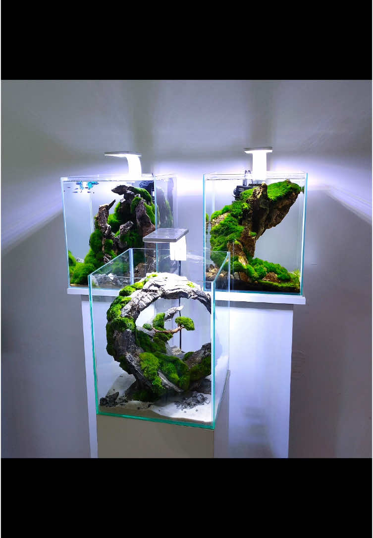 Aquarium by Aquaman Design #aquarium #aquariumdesign #aquascaping #aquascapingworld #aquariums #aquamandesign #ancientstone 