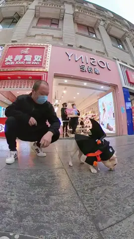 The dog instantly turns into a little devil, putting on a skateboard and taking off directly on the street. Big brothers praise the dog for being cute#dog #cutedog #cooldog #happydog #streetdog #dogsoftiktok #cute #funnydogs #funny #skateboard 