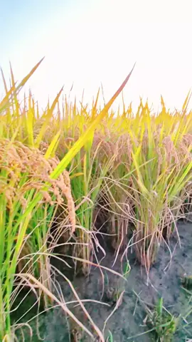 #မြို့ကြီးသူ #တောသားလေးပါဗျာ #တောသဘာဝတောအလှ😍 #စပါးခင်းကြီးလှနေလို့ 
