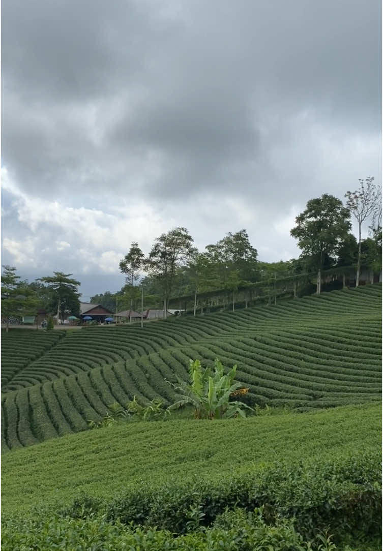 Kebun teh bukan hanya ada di bogor tetapi kebun teh cikuya ini salah satu destinasi wisata kebun teh yang ada di banten yang berada di ds hegarmanah,cibeber,lebak, dengan suasana yang udara nya sejuk🍃 #sobatkawan #fyp #kebuntehcikuya #lebak #lebakbanten #banten  #infobanten 