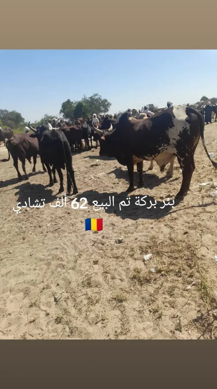 بئر بركة تم البيع 62 ألف تشادي 🇷🇴#