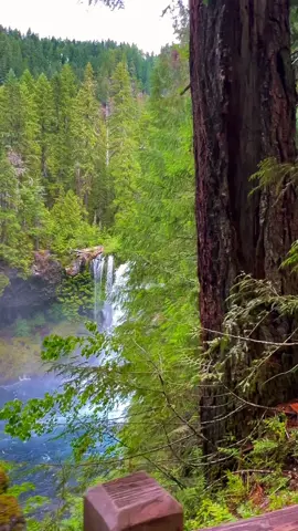 Koosah Falls, McKenzie River, Oregon #blueriver #waterfalls #creatorsearchinsights #pacificnorthwest #CapCut #hikingtrail #hike 