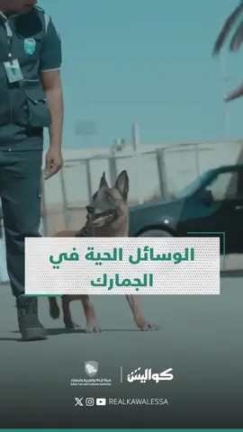 وش هي الوسائل الحية اللي تشتغل معها الجمارك للكشف عن الممنوعات والمخدرات؟ من وين تجي وشلون يتم تدريبها؟ #كواليس #الجمارك #هيثم #الوسائل_السعودية #المطار #المطارات #fypシ゚viral #fyp #foryou 