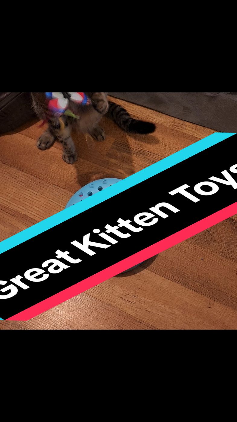 Best Collection of kitten toys goes to @Potaroma Pets #kittentoys #cattoys #cats #catsoftiktok #tiktokshopblackfriday #tiktokshopcybermonday #tiktokshopholidayhaul