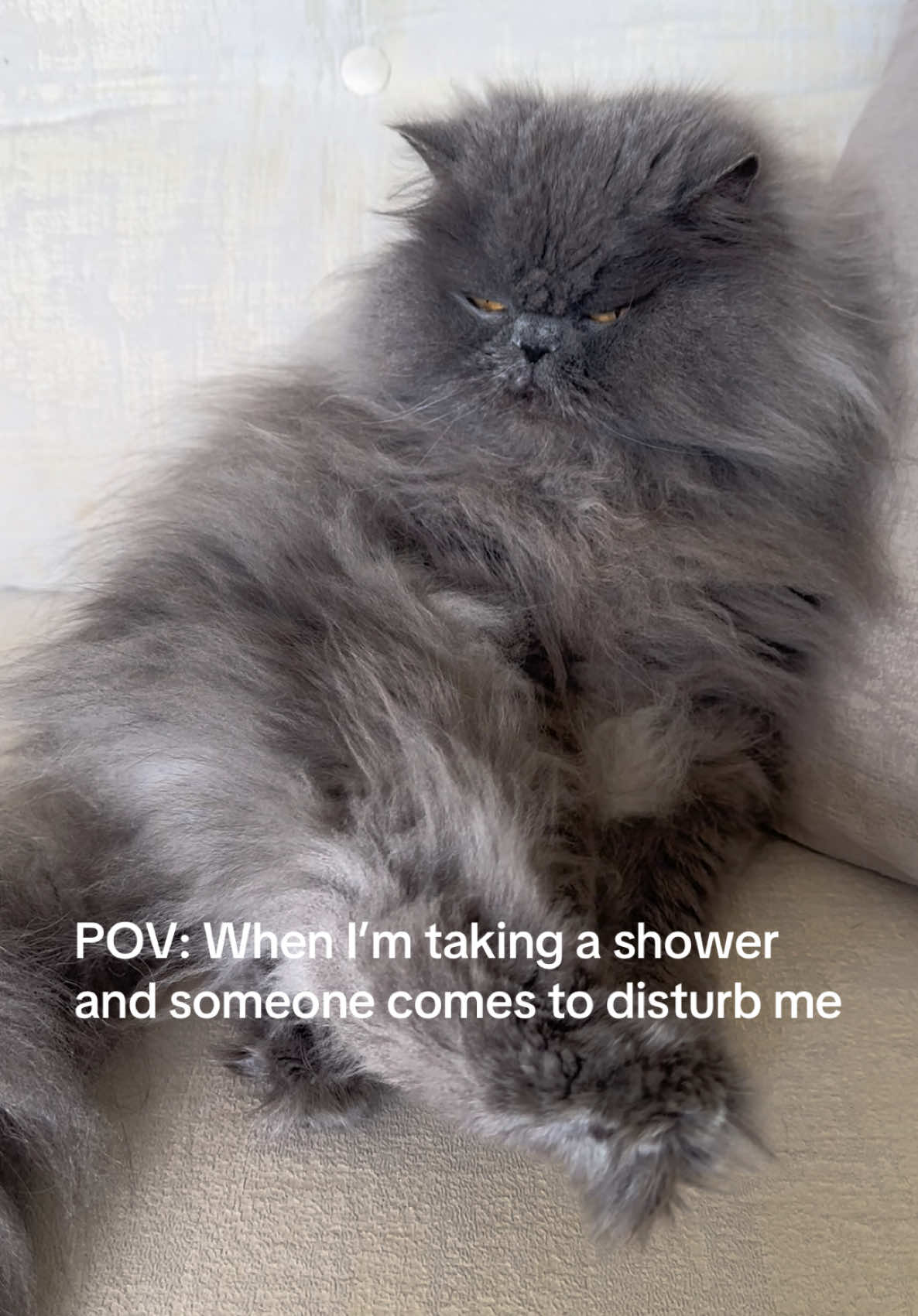 When I’m taking a shower and someone comes to disturb me. #cat #fyp #petlover #catleo 