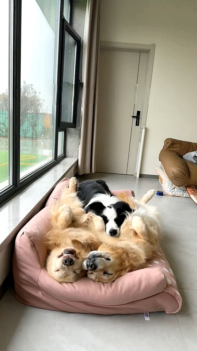 Nap time for dogs 💤#dogsoftiktok #goldenretrieverlife 