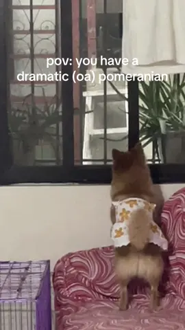 APT ! APT ! pov: you have a dramatic (oa) pomeranian. 🐾                                     @ROSÉ @Bruno Mars #APT #roses_are_rosie #rose #fyp #fypシ #dog #dogsoftiktok #cute #cutedog #cutedogsoftiktok #아파트 #blackpink #relatable #brunomars 