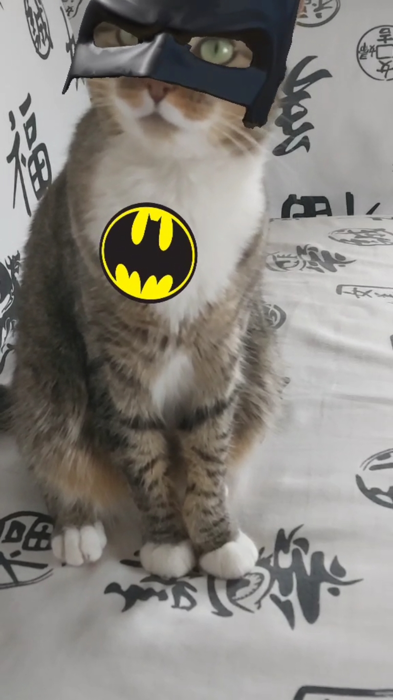 #batman #batcat #catbatman 