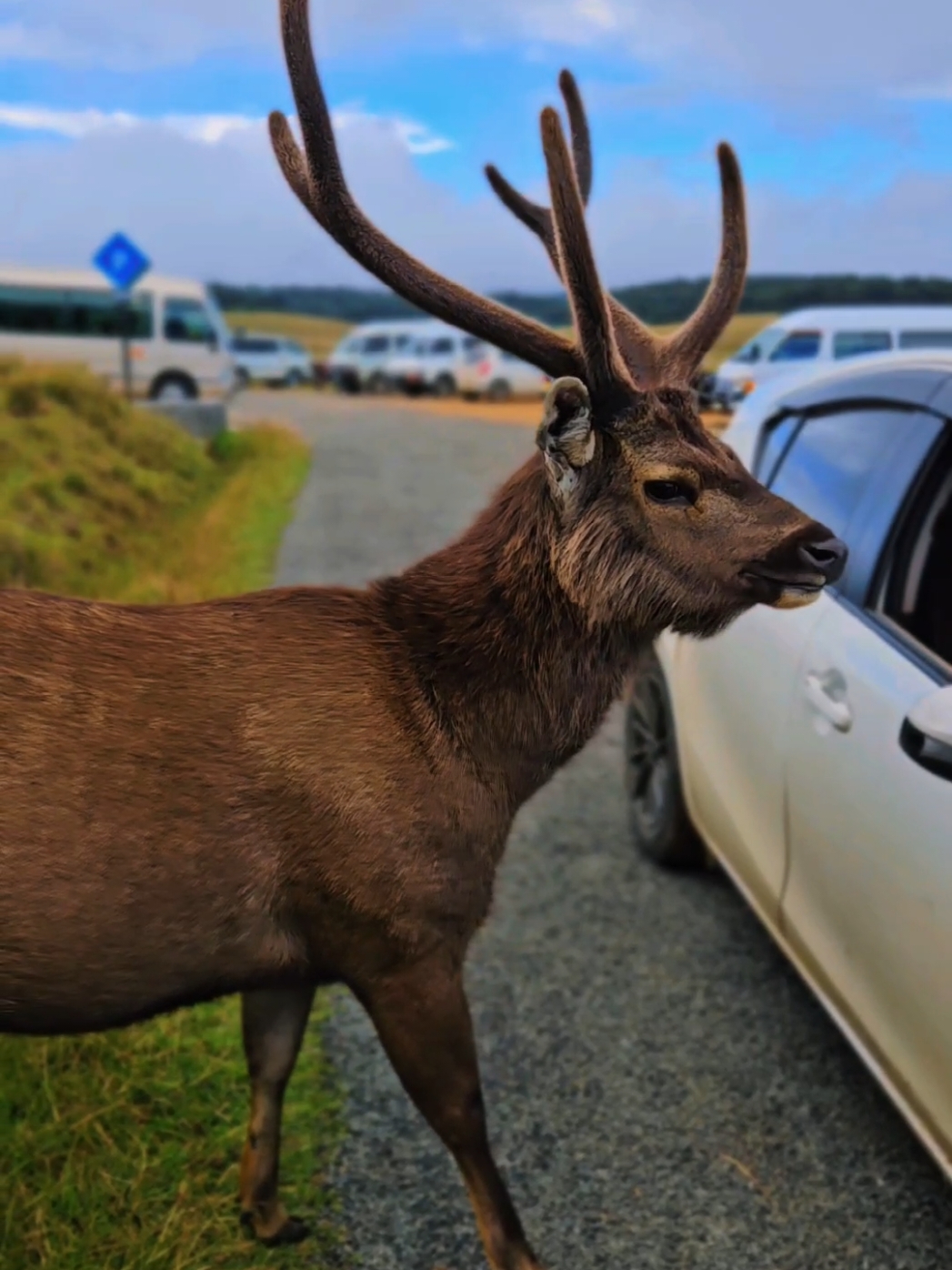 Sri Lanka 🫎♥️🇱🇰 Imp - Dont Feed them 🫡 #maniography #travel #traveltiktok #travellife #traveltok #travelling #travellife #traveltiktok #horton #hortonplains #srilanka #sri #srilankan_tik_tok🇱🇰 #nature  #trending #viral #viraltiktok  #fypシ #fyp  #viralditiktok #viral_video 