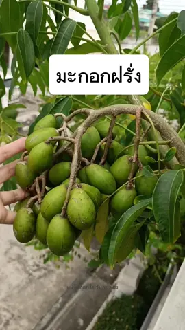 มะกอกฝรั่ง ดก ออกลูกทั้งปี มีติดบ้านไว้สักต้นไหมคะ #CapCut 