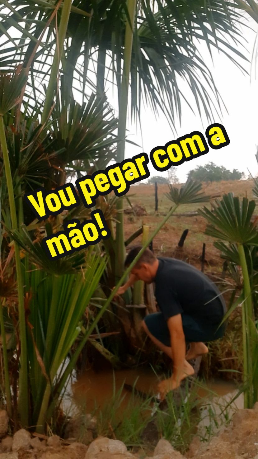 Pegando a sucuri com a mão ( parte 2 ) final! #sucuri #cobra #medo #perigo #coragem  #vidanaroça  #tocantins 