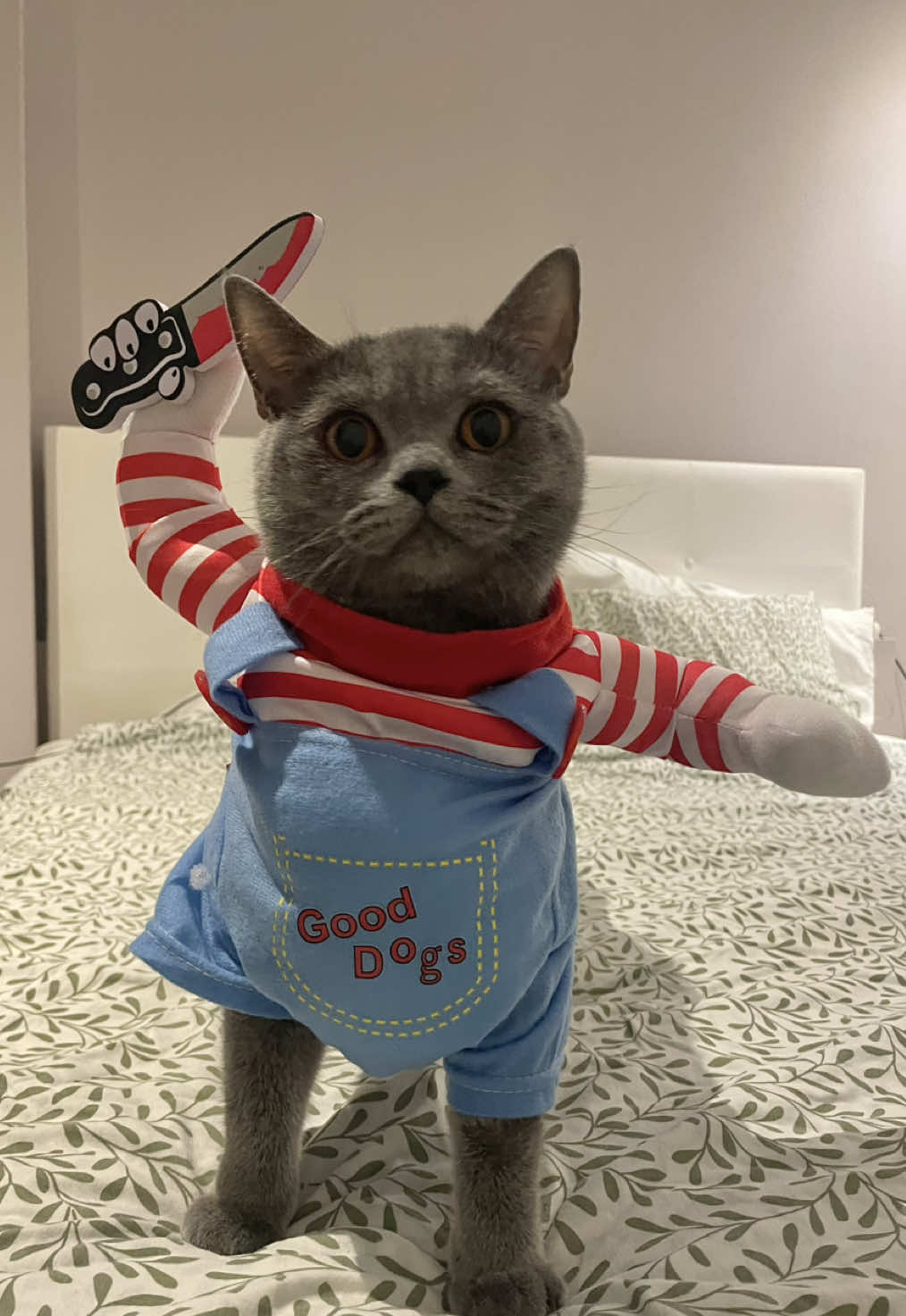 💀👻🎃😼🔪#halloween #cat #halloweencat #catsoftiktok #foryou #CatCostume #Halloweenvibes 