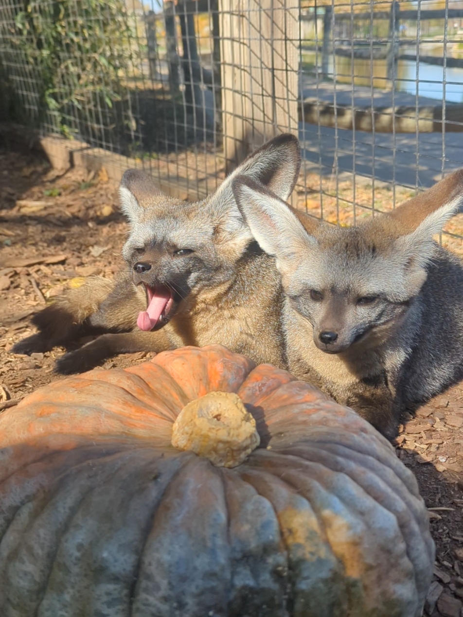 did you know that smelling pumpkins is EXHAUSTING 😴🎃 well according so Sonar and Echo they need a nap now  . #batearedfox #fox #bigearedfox #pumpkin #pumpkinenrichment #tanganyika #tanganyikawildlifepark #wildlydifferent #zoo #cuteanimals #cute 