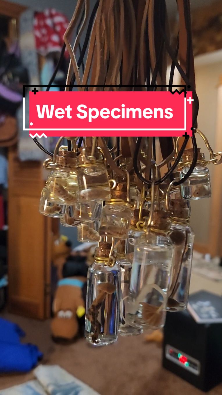 I don't usually like ASMR but here's a bunch of tinkly wet specimen bottle necklaces.  A variety of mushrooms, wasp larvae, and a tiny stonefly nymph. #wetspecimens #oddities #curiousities #insects #mushrooms 