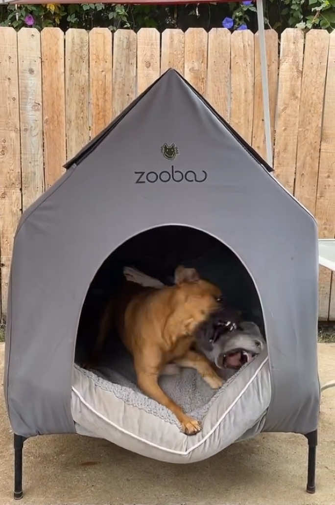 The only house & bed thats worked for our stubborn dogs. 🏠 🛏️ 🐶 #dogs #pets #playing #doghouse #dogbed #orthopedicbed #shop #zooba #LIVEhighlights #TikTokLIVE #LIVE 