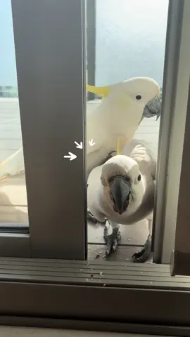 Look at that foot 🤣😂🐾 These two are always so funny!! They look like father and daughter. And daughter always chases dad and becomes brave only when dad is there.🤣 Dad always takes food from his daughter.😂 #wildcockatoo #wildbird #cockatoolife #cutebirds #parrotlife #cockatoo #wildbirds #australiabirds #cutebird #cockatoos #funnybird #aussielife #parrotslover #funnyvideo 