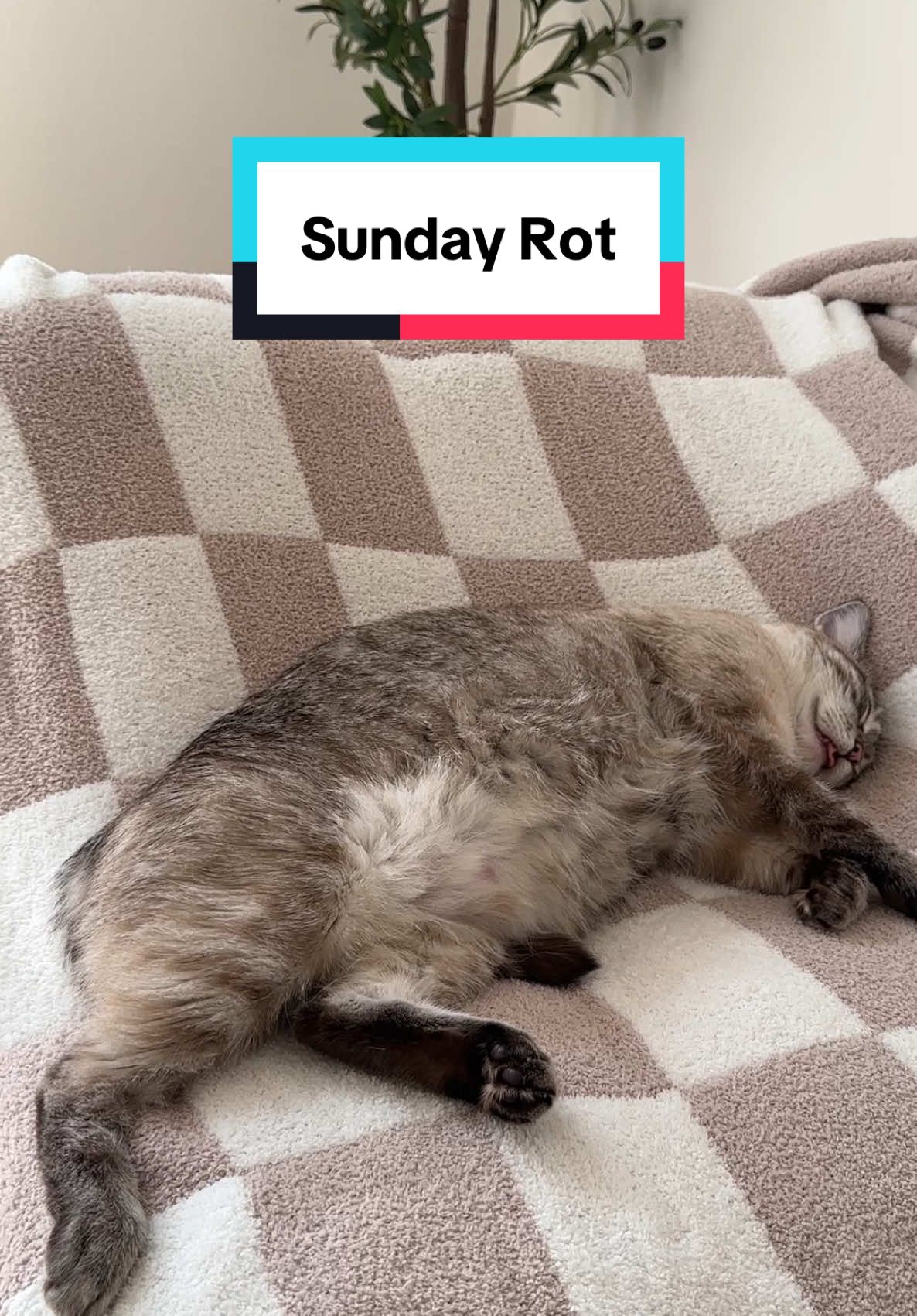 she had a rough saturday night 🤭  #sundayrot #funnycats #cathumor #catmom #cats 