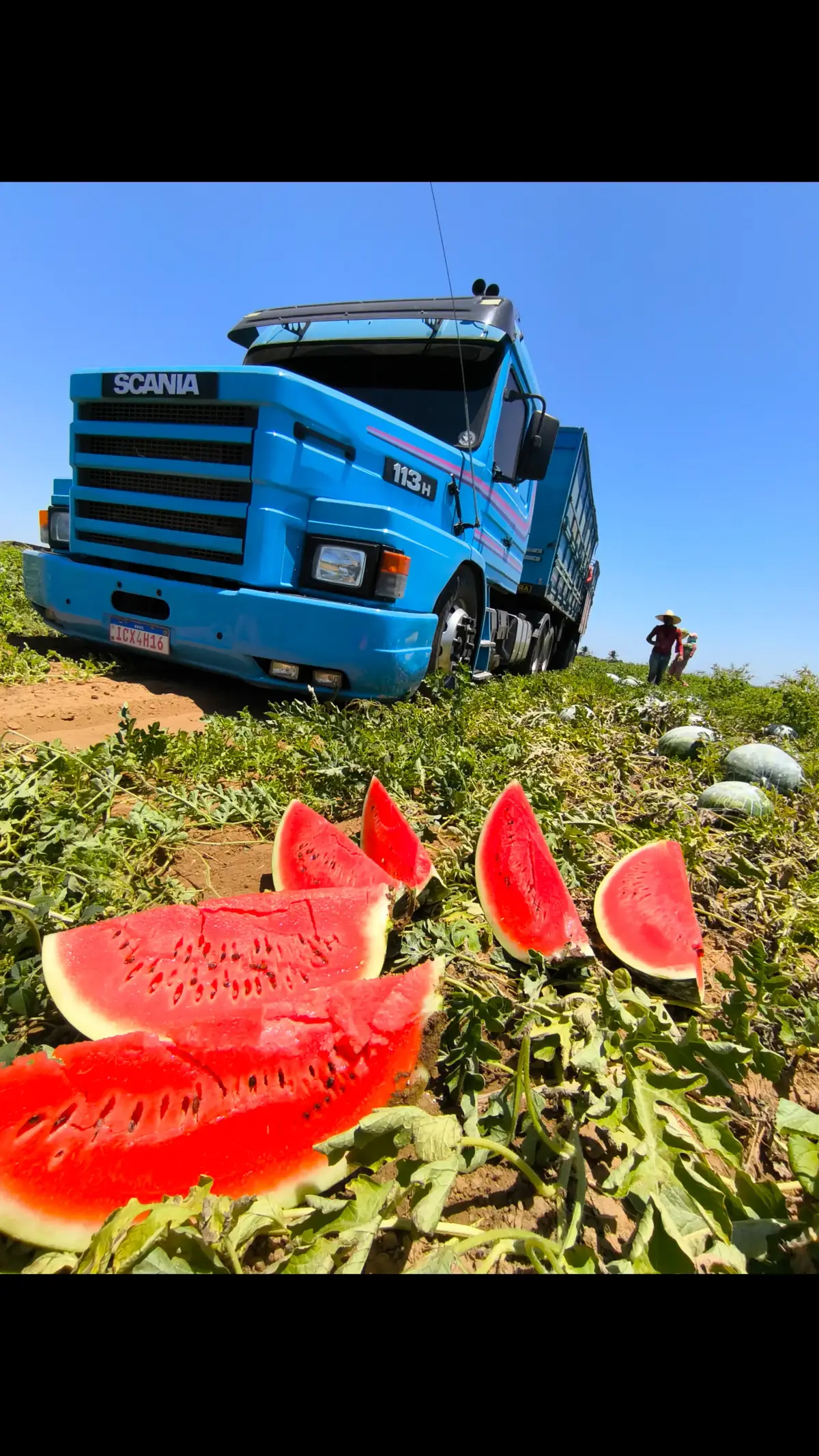 ##melancia #oagronaopara🌱🚜💨🙏🇧🇷 #2024tiktok 