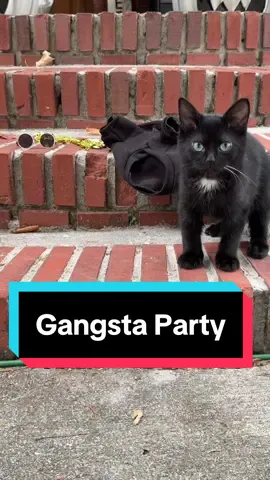 If @Snoop Dogg dont see this Tuesday said he’s never dressing up again 😂  And since everyone was so supportive of my family over the weekend…SURPRISE! You get TWO costume reveals today! #dwarfcat #tuesdaythedwarfcat #cat #cats #catsoftiktok #cattok #catlover #funnycat #gangsta #gangstaparty #snoopdogg 