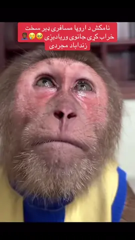 مسافری وی بیا تنهایې شی بیا حالت خراب شی!#afg_funny1 #viral_viral_viral_viral_viral_100k #funnyanimalvideos #funnymonkey #sadmonkey #animalssuftittok #viral #fyp #lol #goviralgo #goviraltiktok #foryou#fordich #fyp #afghanistan🇦🇫 #unaitedkingdom🇬🇧 #unaited_arab_emarits🇦🇪 #spain🇪🇸 #italy🇮🇹 #frsnce🇫🇷 #germany🇩🇪 #pakistan #qatar🇶🇦 #imarat🇦🇪 #india #bangladesh🇧🇩 #falistan🇸🇩 #love_and_respect_to_my_tiktok_family💞 