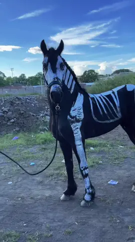 #ganaderos503🇸🇻 #rancho #soloparati #viral #caballosbailadores #elsalvador #sanmiguelelsalvador #frison #caballos #halloweenlook #halloweenmakeup 