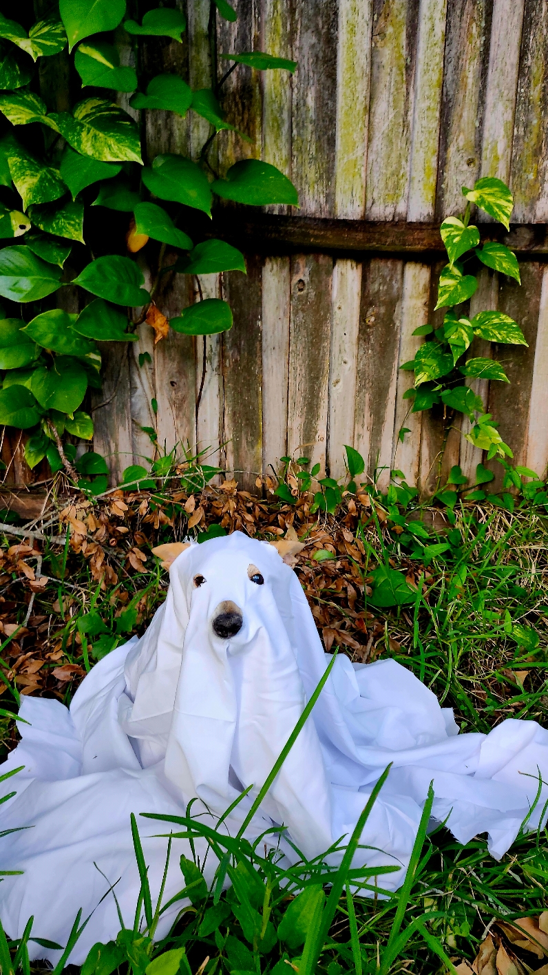 He was definitely not amused and I definitely made the eye holes wonky 😂 🎃Happy Halloween🎃 #Halloween #dogsoftiktok 