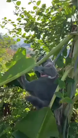 mbulnaikpohonpisang #kucinglucu #funnycat #thecat 