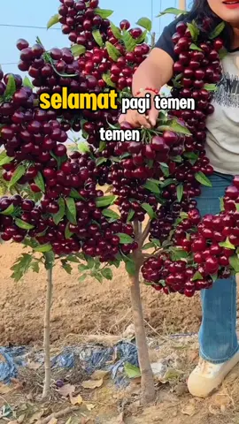 #benihunggul #benihviral #benihbagus #benih #redcherry #benihredcherry #buahbiral #buahmahal #fyp 