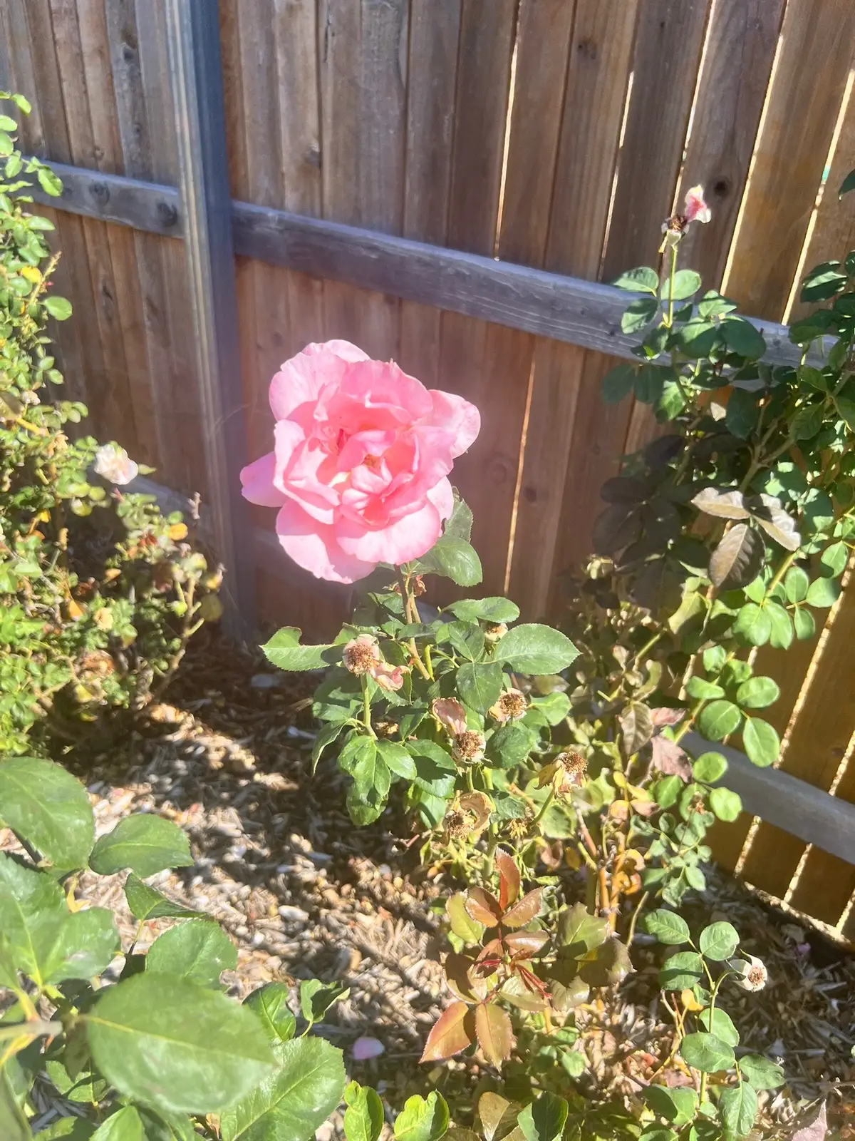 Love my roses, especially my Queen Elizabeth roses. They didn’t do too well this summer because it was so hot but now that it’s fall, they’re blooming and growing