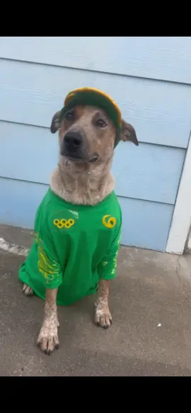 Australian (cattle dog) breakdancing #trickortreat #trickortreats #CapCut #olympics #olympicsbreakdancing #olympicsbreaking2024 #raygun #rachelgunn #dogsincostumes #halloween #dogtober #halloweencostume #dogcostume #halloween2024 #howloween #breakdancing #breakdance #cattledog #ausolympicteam #allezaus #australian #australia #australiancattledog #redheeler #heeler #landdownunder 