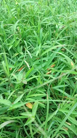 #sobatngaritnusantara🔥🔥 #ngarit #rumput #suket #masukberanda #foryou #4u #4upage #rumputsawah#fyp 