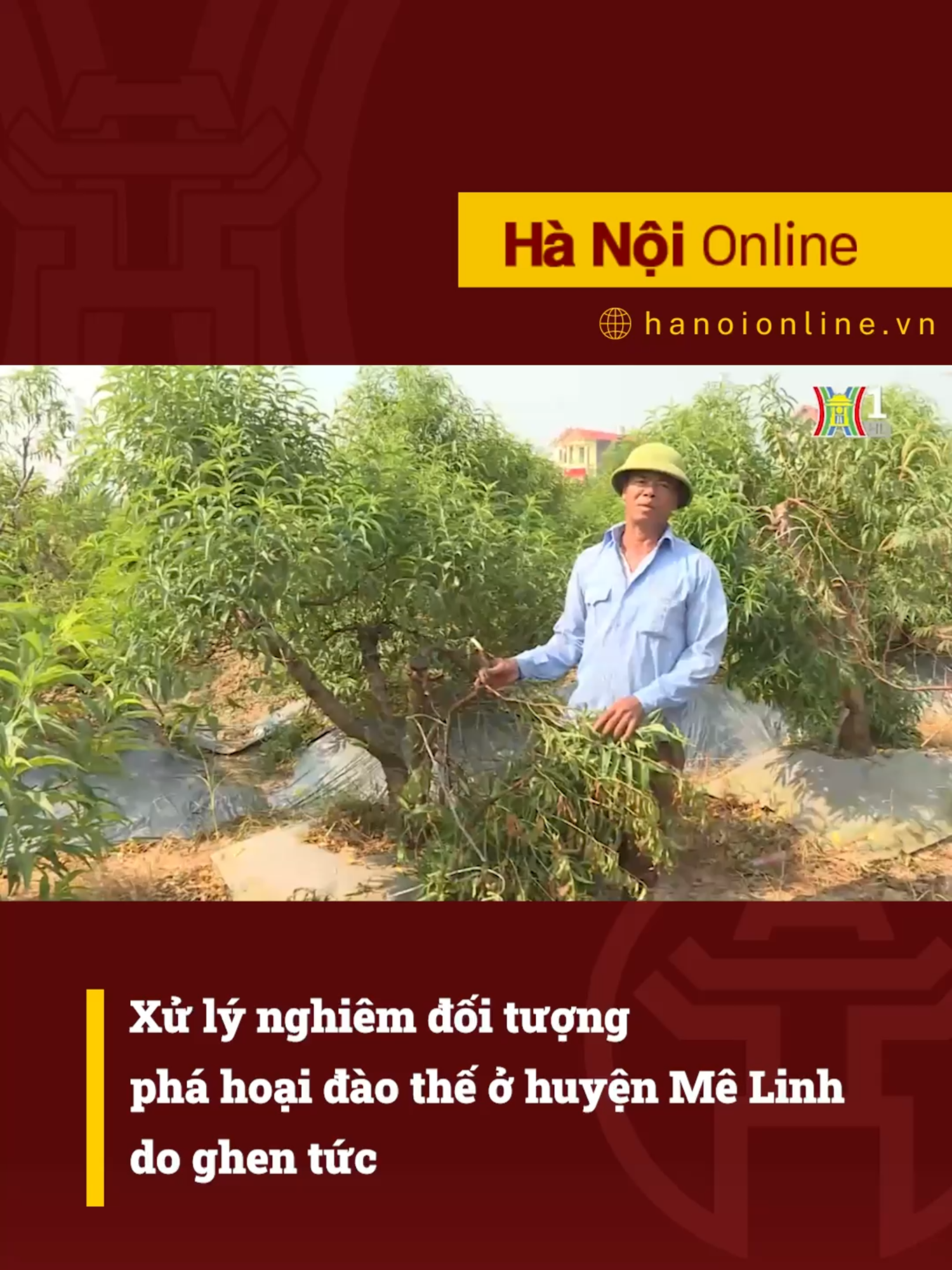 Cần xử lý nghiêm đối tượng phá hoại khu trồng đào thế huyện Mê Linh #htvdaihanoi #tiktoknews #daothe #daotet #melinh