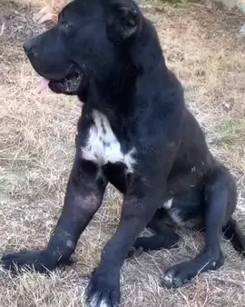 🆘️🆘️🆘️🆘️A matter of life and death !!!🆘️🆘️🆘️🚨🚨 The most terrible thing that could have happened to this unfortunate good girl. We found her scrubbed up and abandoned in the forest park 😭💔💔💔 Left for sure death. At the clinic, veterinarians found that she was used for breeding, in other words, this unfortunate woman gave birth to puppies non-stop and therefore her whole body is completely worn out. 😥The unfortunate dog's entire body is literally covered in old scars and scars, which indicates that it was trained to be fighting dogs. Baby Pammy herself (that's what we called her) is the personification of kindness and absolutely harmless, which is evidence that she was poisoned by fighting dogs, she served as a tool for their training. It is unbearable to think about the torment this poor dog endured during her sad life full of suffering. Apparently, she got so bad on her last potion that her tormenters threw the poor thing into a forest park, thinking she'd die anyway.🤬😭💔💔 The unfortunate dog is in critical condition. Both front legs are broken and bitten through, all wounds are inflamed and rotted, both eyes are sick and she is losing sight rapidly. At this moment, the unfortunate victim of human cruelty Pammy is being treated at a clinic, where doctors are trying to stabilize her condition. Veterinarians are trying to save her front legs through osteosynthesis surgery, because if they have to be amputated, it would be a death sentence, etc. k. a dog so big can't live on two hind legs. The cost of her rescue is JUST HUGE. We ask each of you to help her rescue with any real strong #animal #rescue #donate #dogsofinstagram #doglover #dogs #food #vegan #support #animalovers#rescueanimals #fypviral #foryoupageofficiall #socaldogs #usadogsrescue #adoptdontshop #rescuedog #usadog #adoptables #foryoupage #usadogsoftiktok #shelterdog #fypviral #rescueanimals #fypviral #foryoupageofficiall #adopted #usa #usa #fyp #usa #adopted #foryou #foryoupage #foryoupage #foryoupage #adoptables #usadogsoftiktok #shelterdog #fypシviral #fypviral #foryoupageofficiall #shelterdog #usadogsoftiktok #fypviral #rescueanimals #fypviral #foryoupageofficiall #socaldogs #usadogsrescue #adoptdontshop #rescuedog #usadog #adoptables #foryoupage #usadogsoftiktok #shelterdog #fypviral