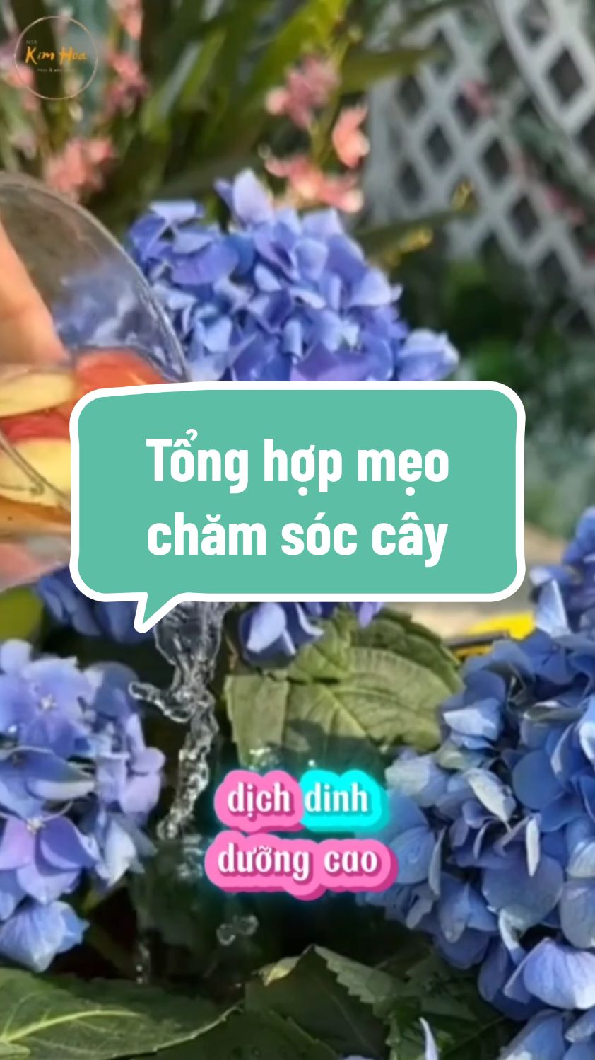 Trả lời @.b.cotton.bigsize Mẹo hay chăm cây #meotrongcay #cachchamcay #chamsoccay #htxkimhoa #tronghoa #hoa #caycanh #trongcay #xuhuong #meovat 