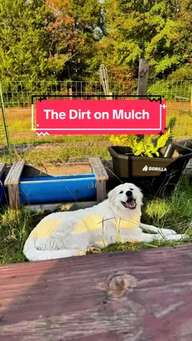 #homestead #garden #DIY #mulch