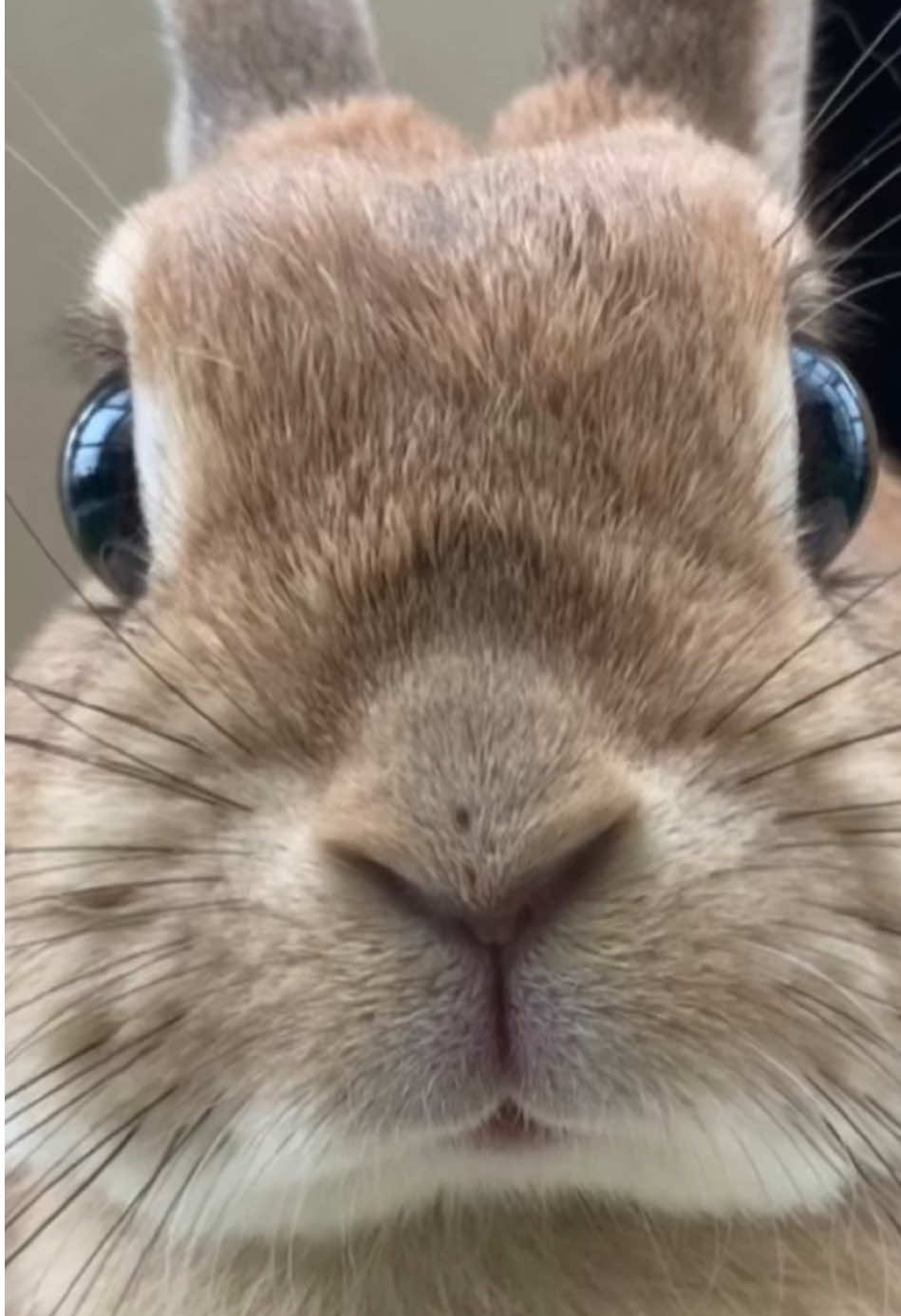 加工か？ってなるくらい目がデカい！ Her eyes are so big I thought they were edited #ネザーランドドワーフ  #rabbits  #bunny 